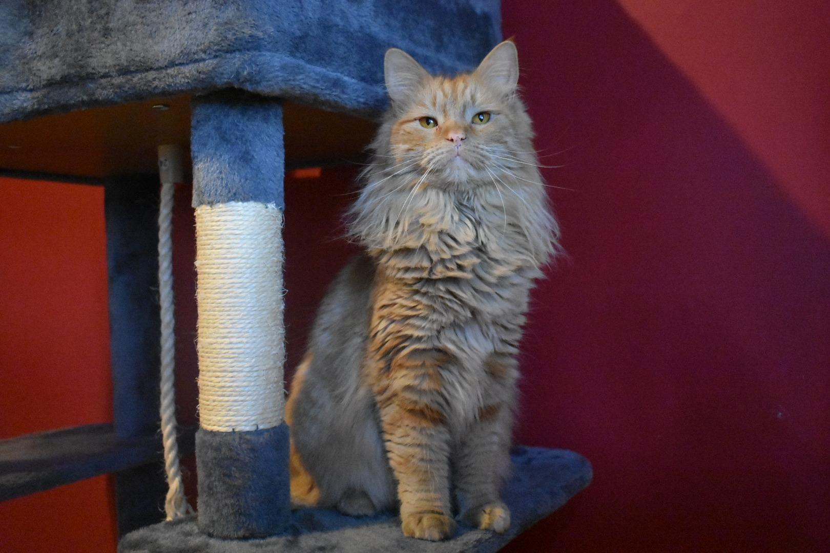 Cameron, a Adoptable mixed breed in Hartville, OH image 3/4