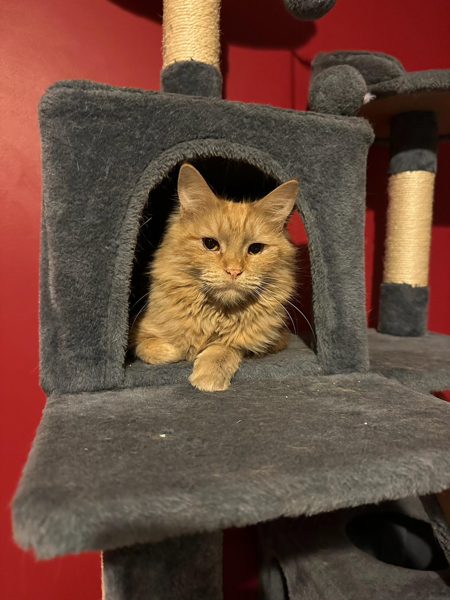 Cameron, a Adoptable mixed breed in Hartville, OH image 4/4