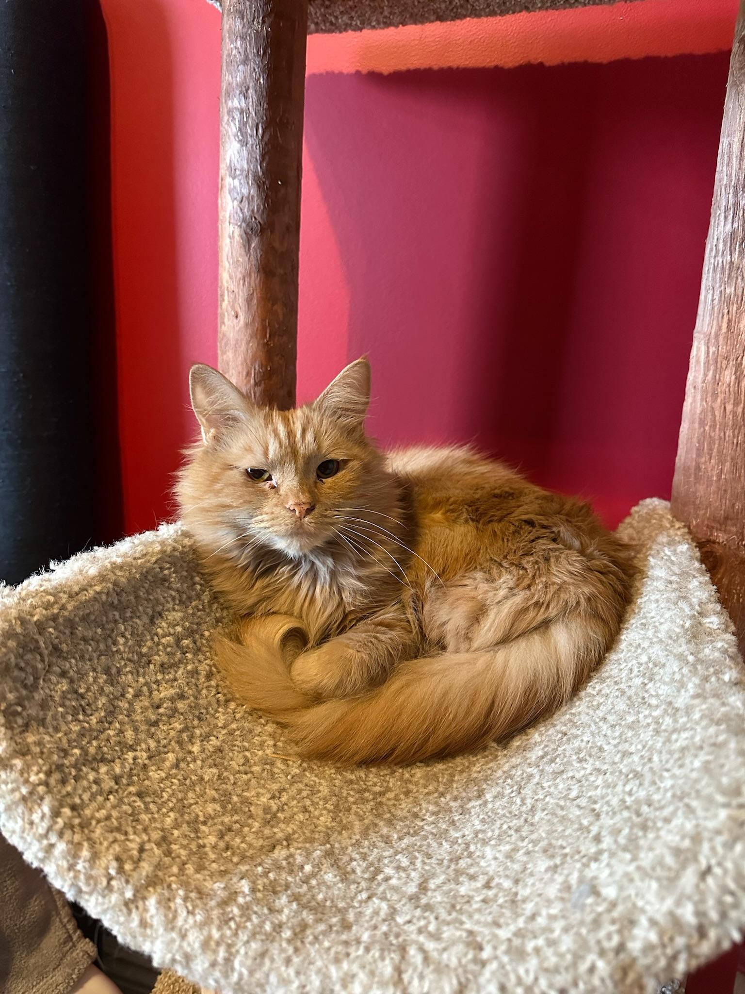 Cameron, Adoptable, Young Female Domestic Medium Hair.