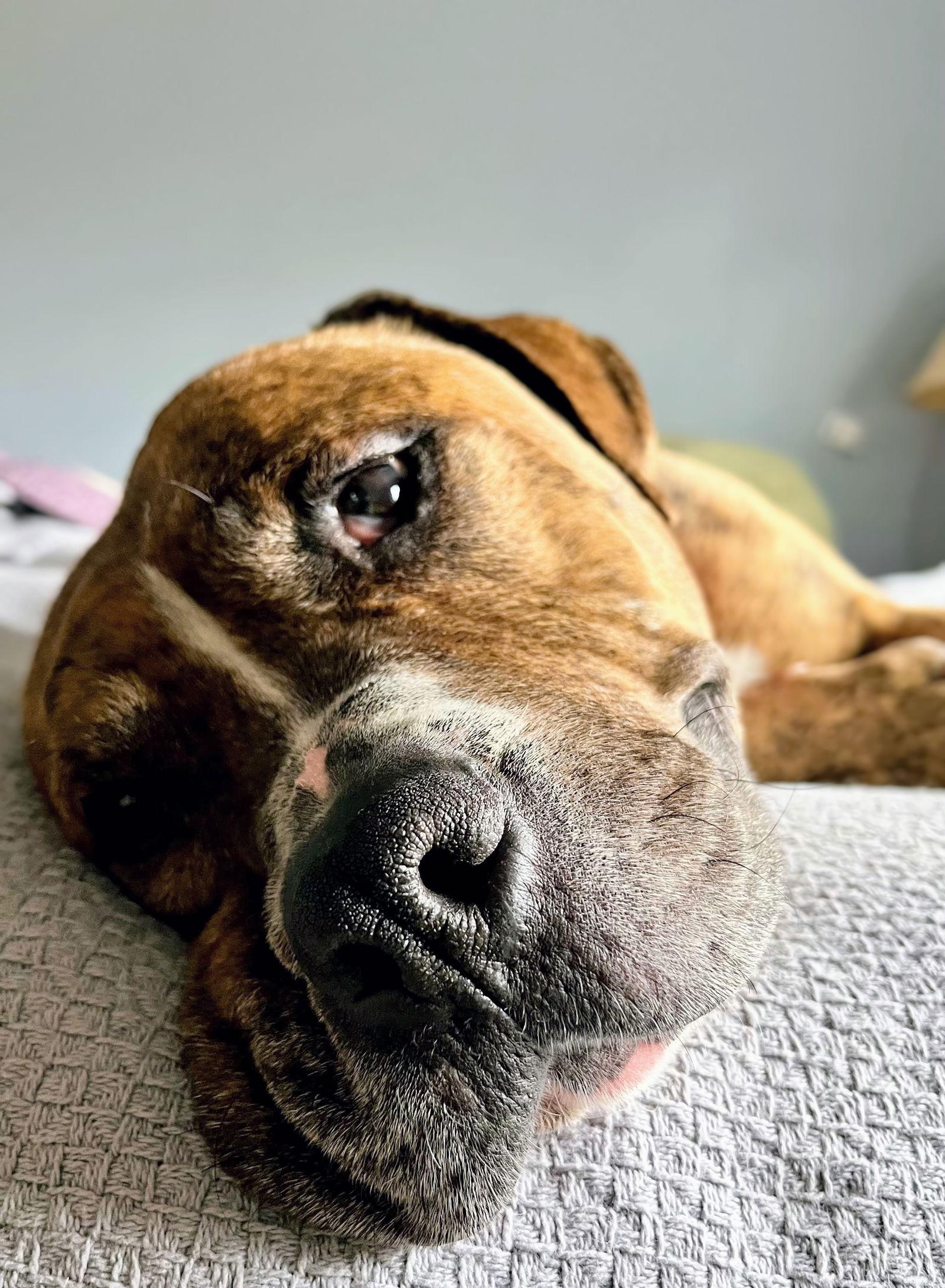 Enlarge Agatha, a Adoptable Mixed Breed in Durham, NC image 1/3