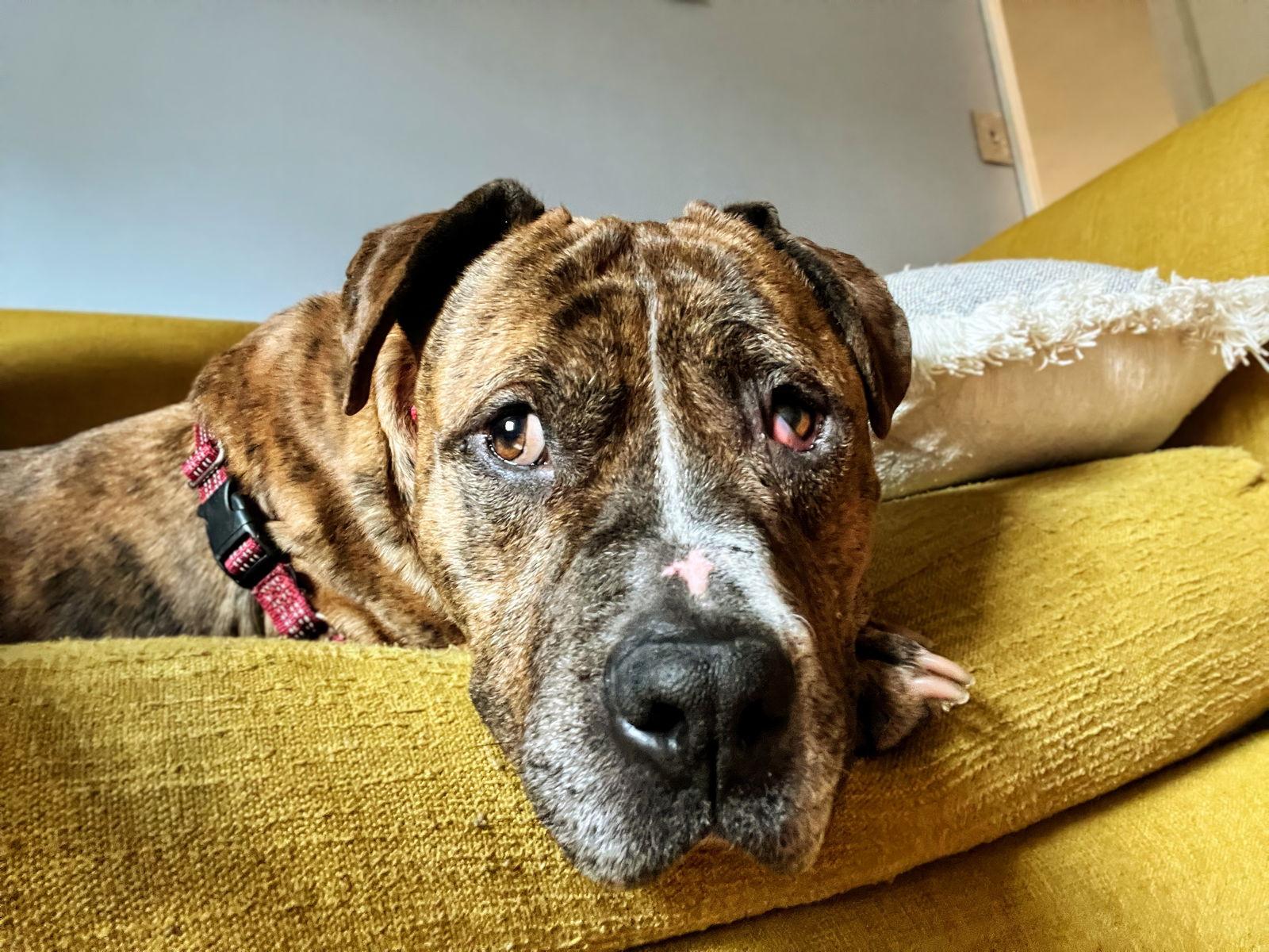 Enlarge Agatha, a Adoptable Mixed Breed in Durham, NC image 2/3