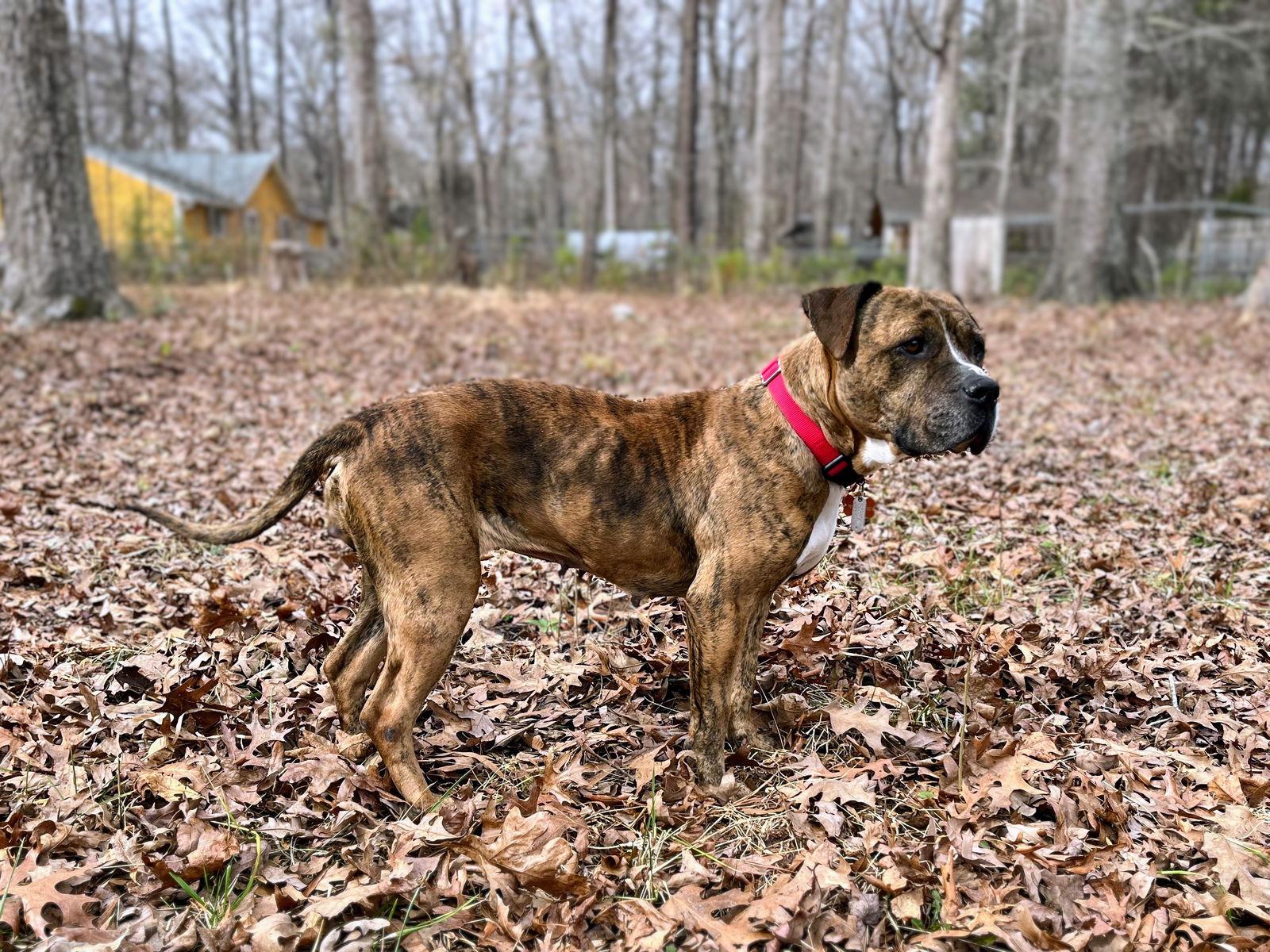 Enlarge Agatha, a Adoptable Mixed Breed in Durham, NC image 3/3
