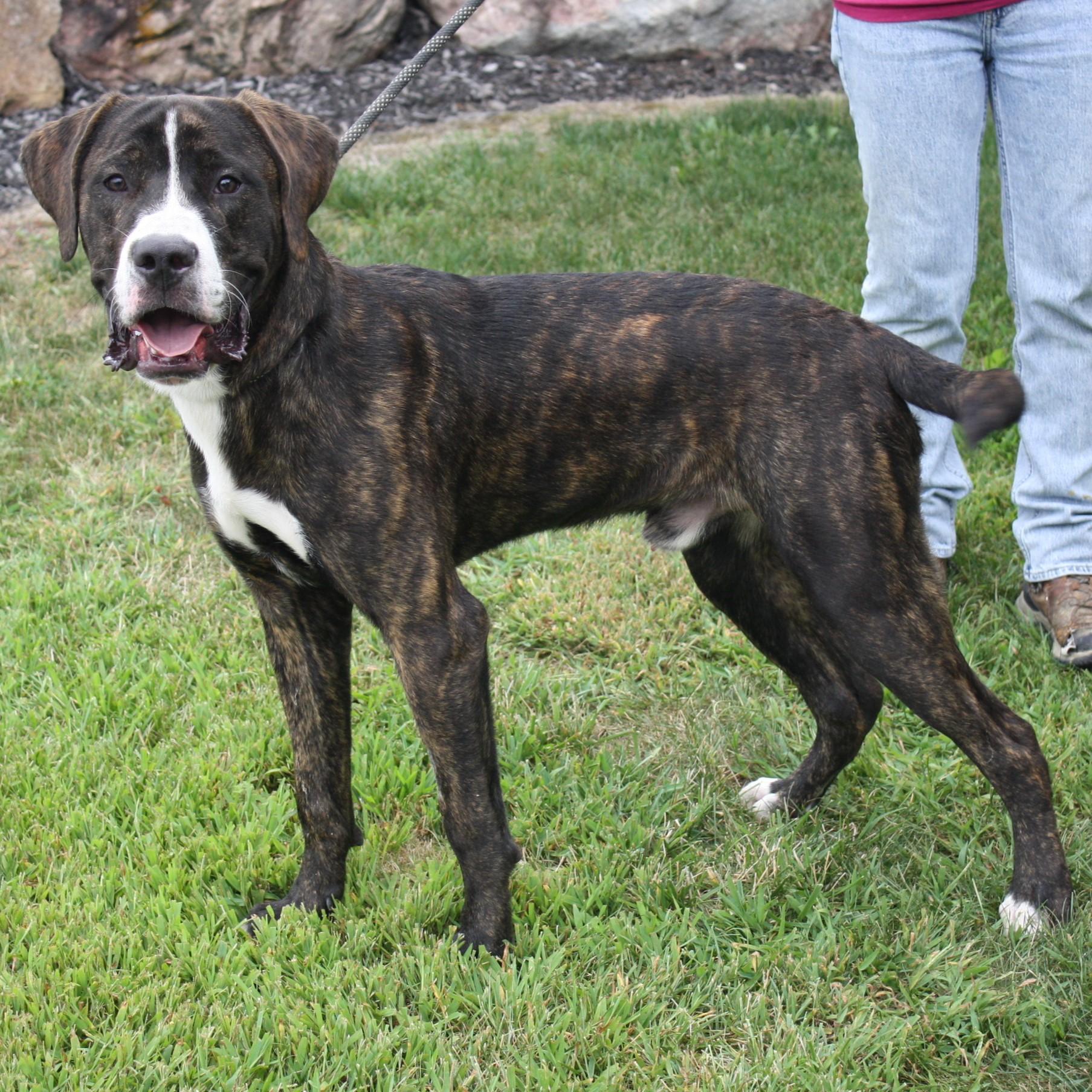 Bruno