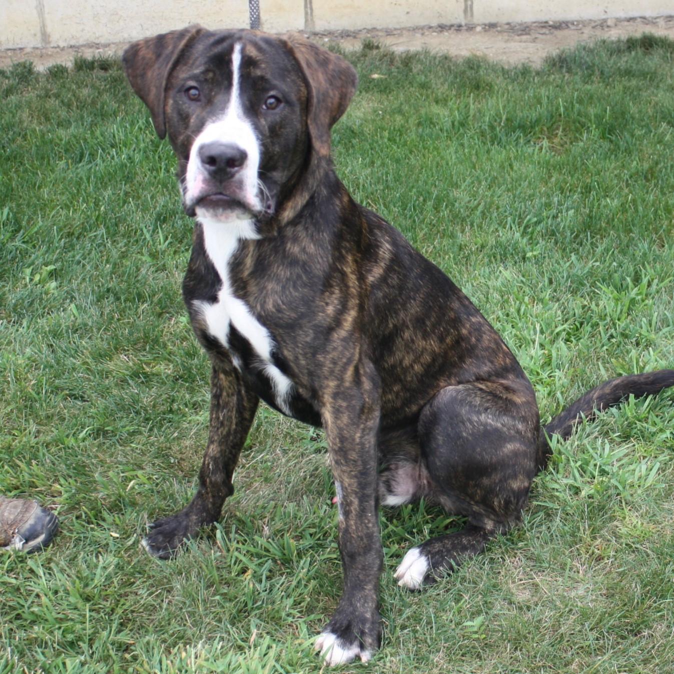 Bruno