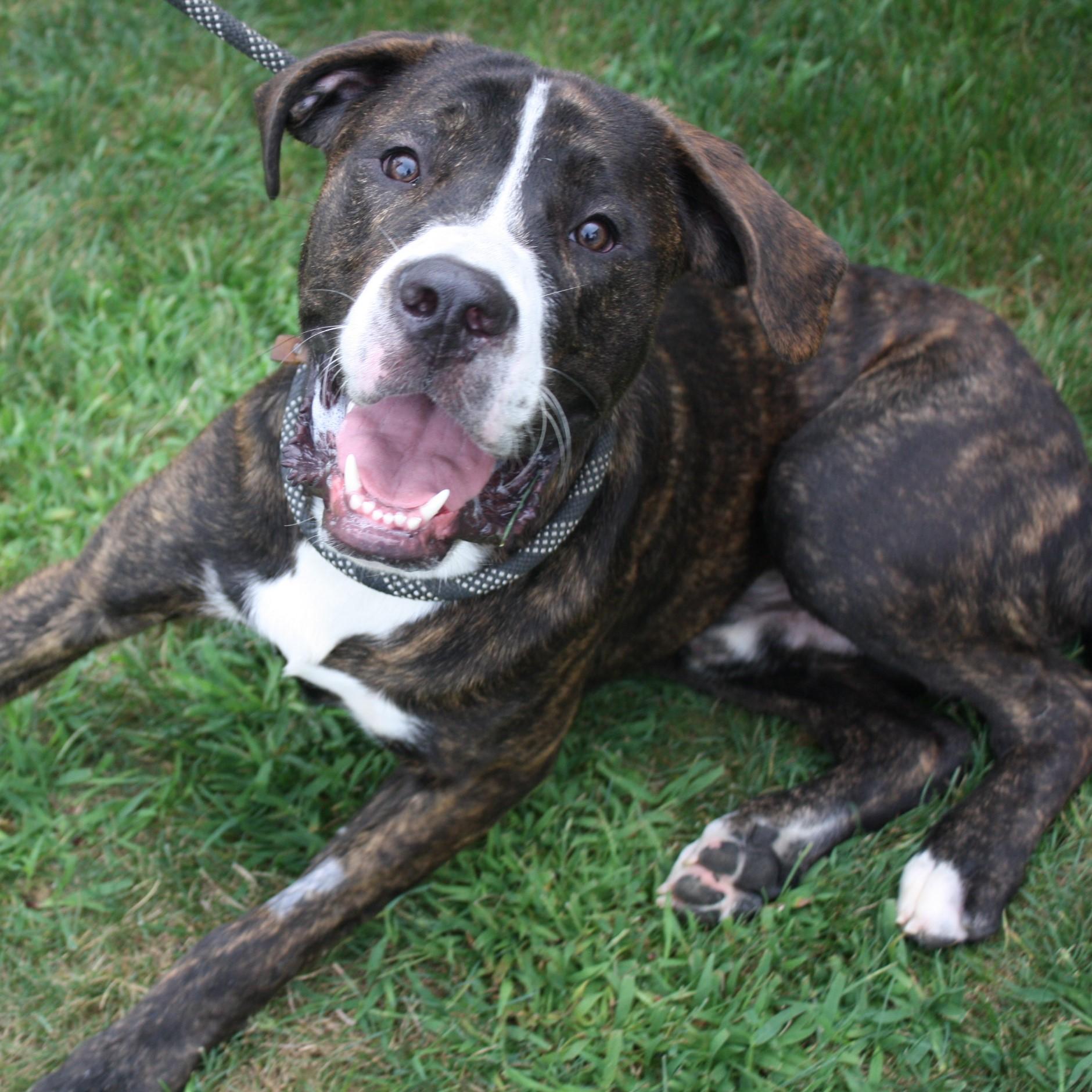 Bruno