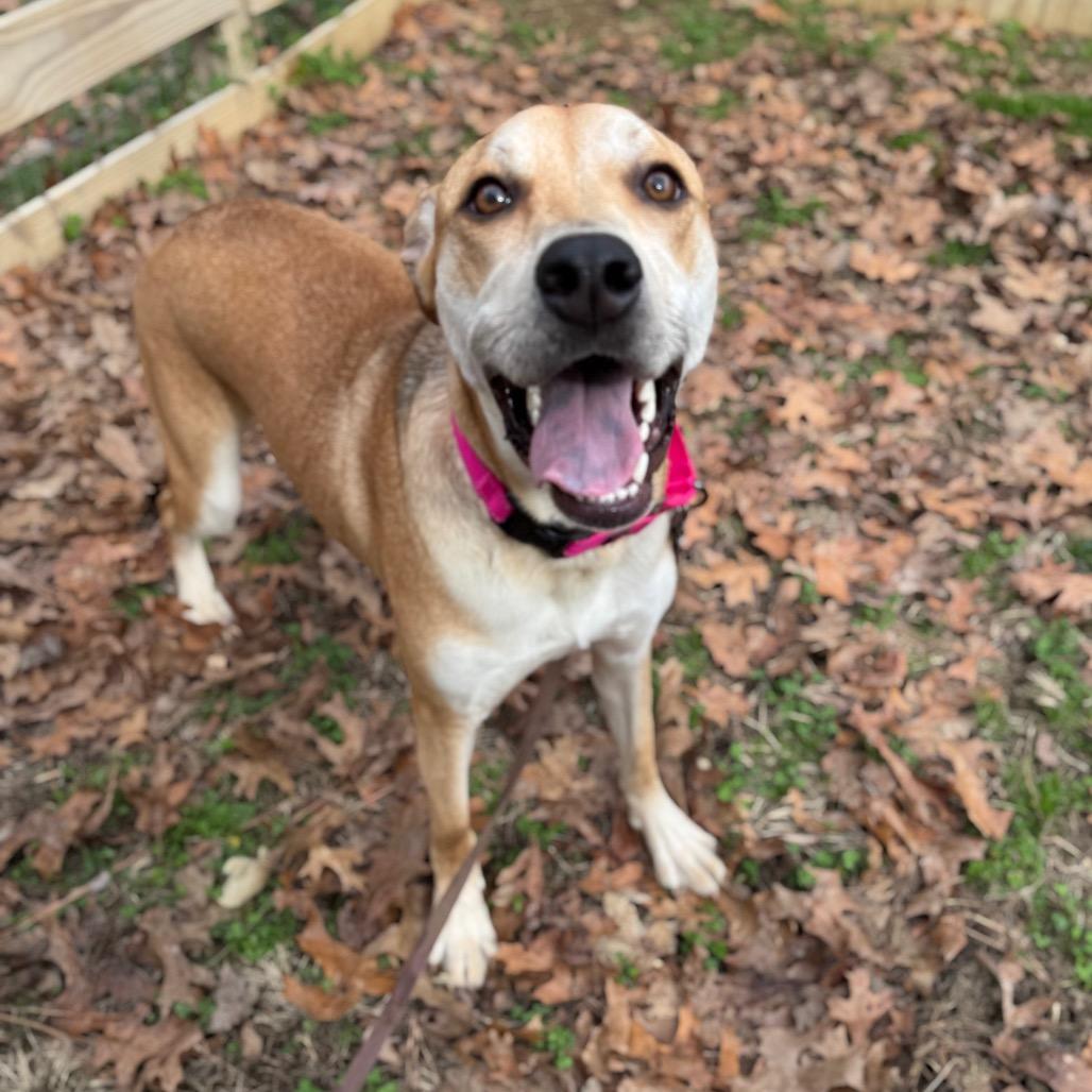 Sif, Adoptable, Young Female Mixed Breed.