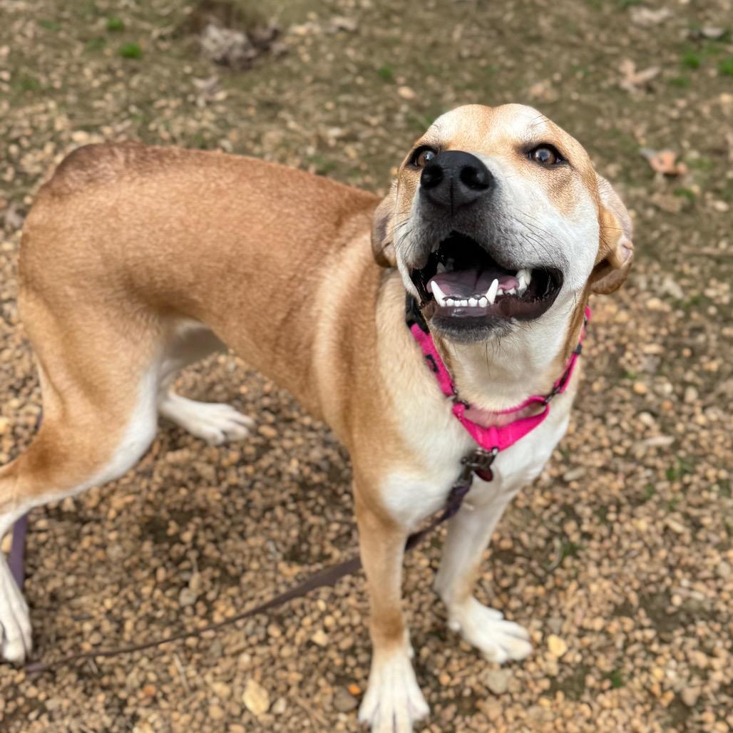 Sif, a Adoptable Mixed Breed in Fredericksburg, VA image 2/6
