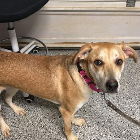 Sif, a Adoptable Mixed Breed in Fredericksburg, VA image 3/6