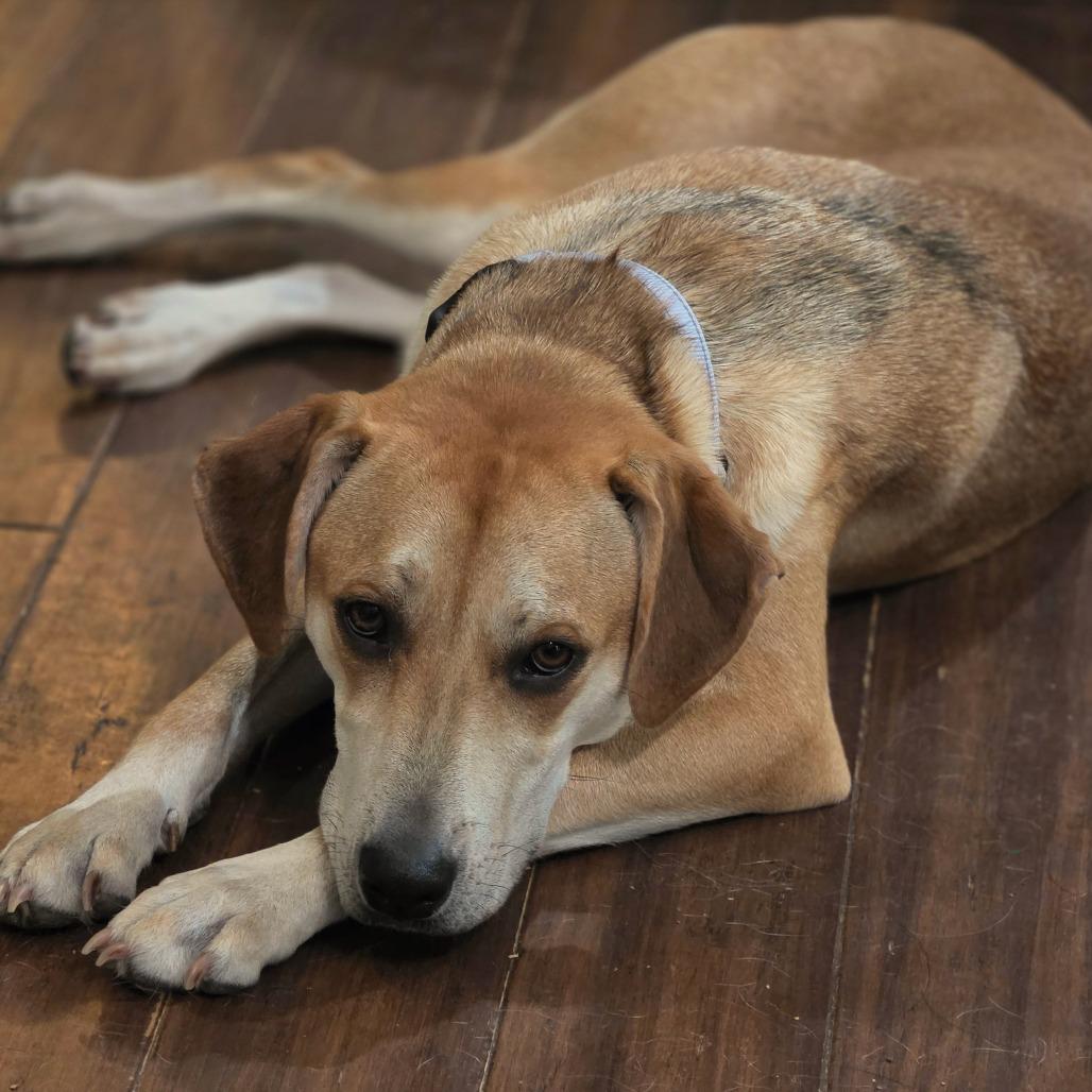 Sif, a Adoptable Mixed Breed in Fredericksburg, VA image 4/6