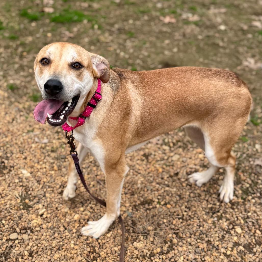 Sif, a Adoptable Mixed Breed in Fredericksburg, VA image 5/6