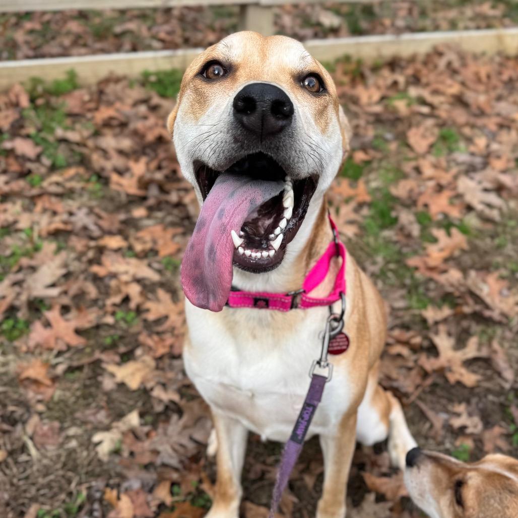 Sif, a Adoptable Mixed Breed in Fredericksburg, VA image 6/6