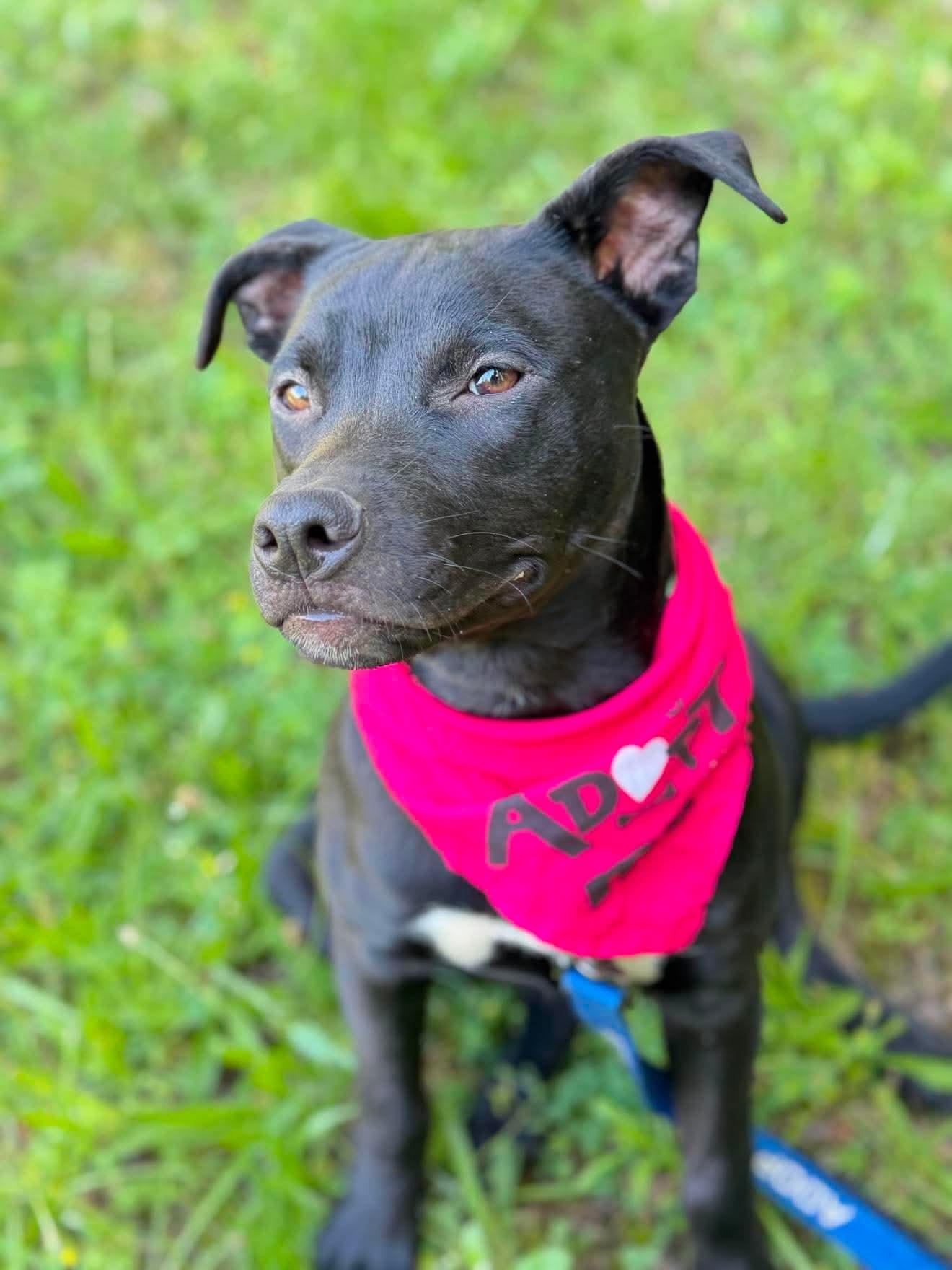Bessie , a Adoptable Mixed Breed in Argyle, NY image 4/6