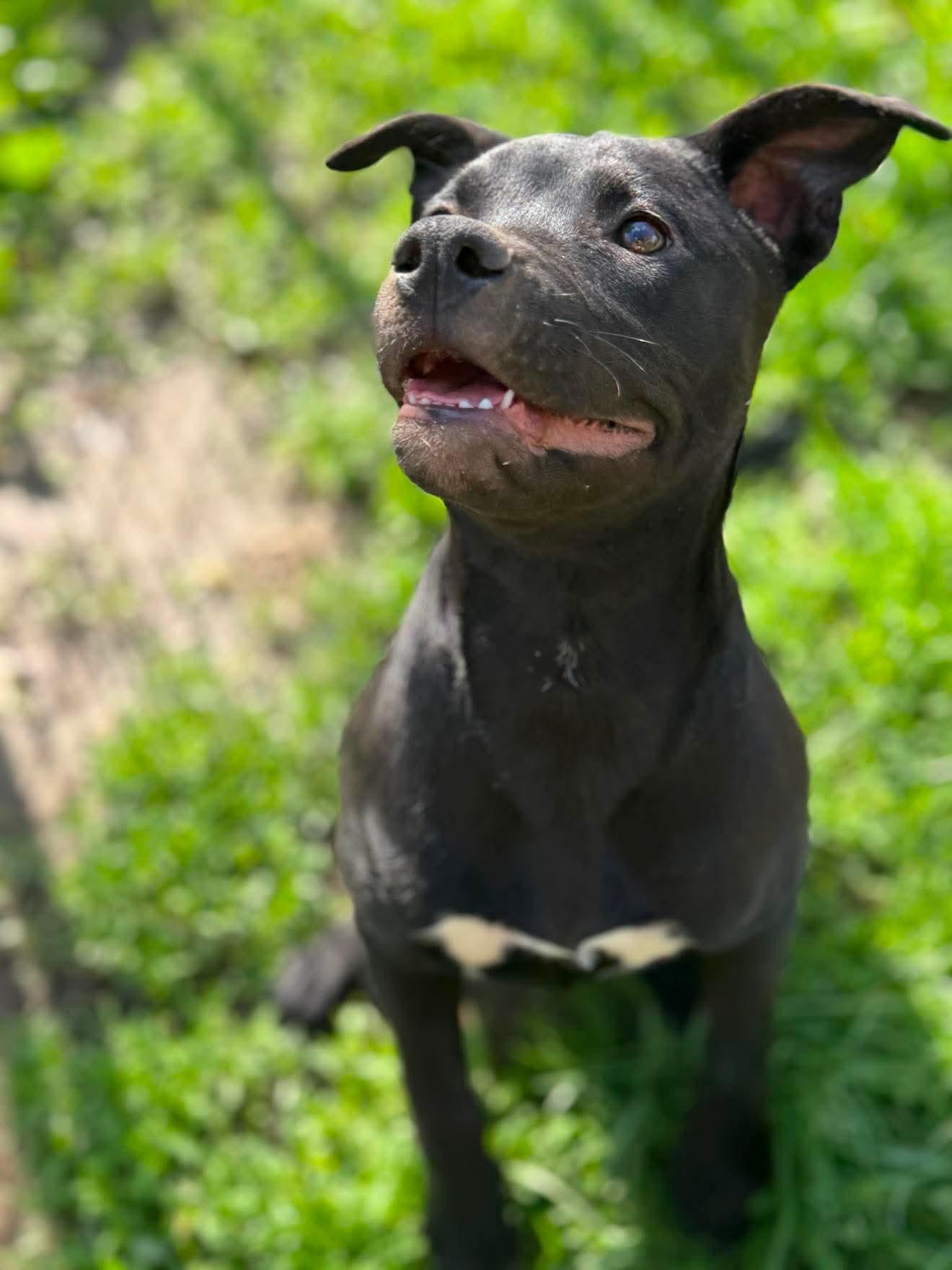 Bessie , a Adoptable Mixed Breed in Argyle, NY image 5/6