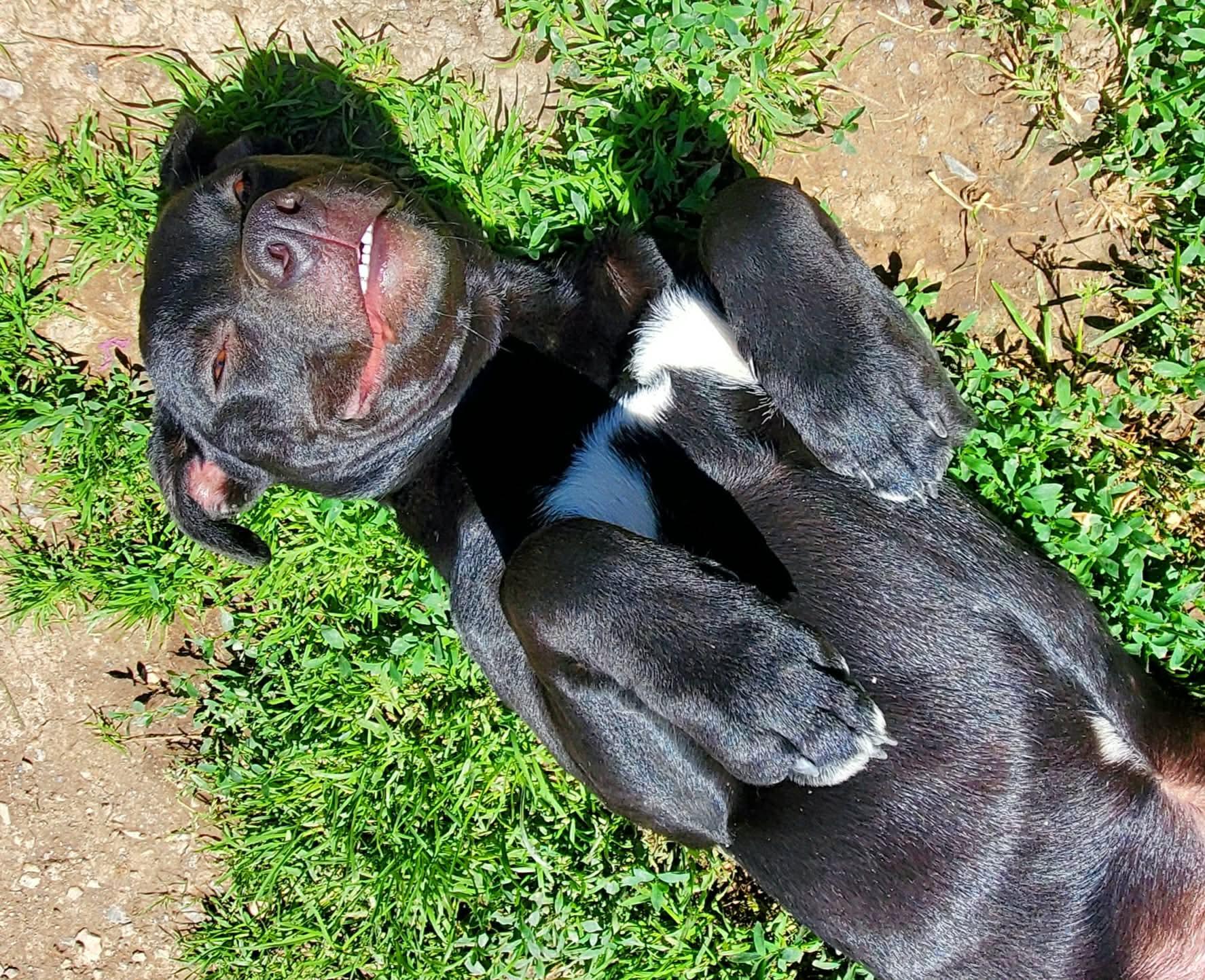 Bessie , a Adoptable Mixed Breed in Argyle, NY image 6/6