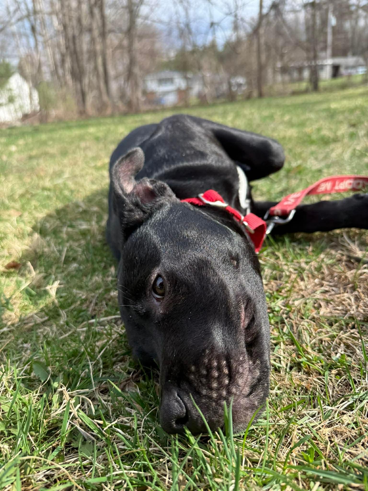 Bessie , a Adoptable Mixed Breed in Argyle, NY image 3/6