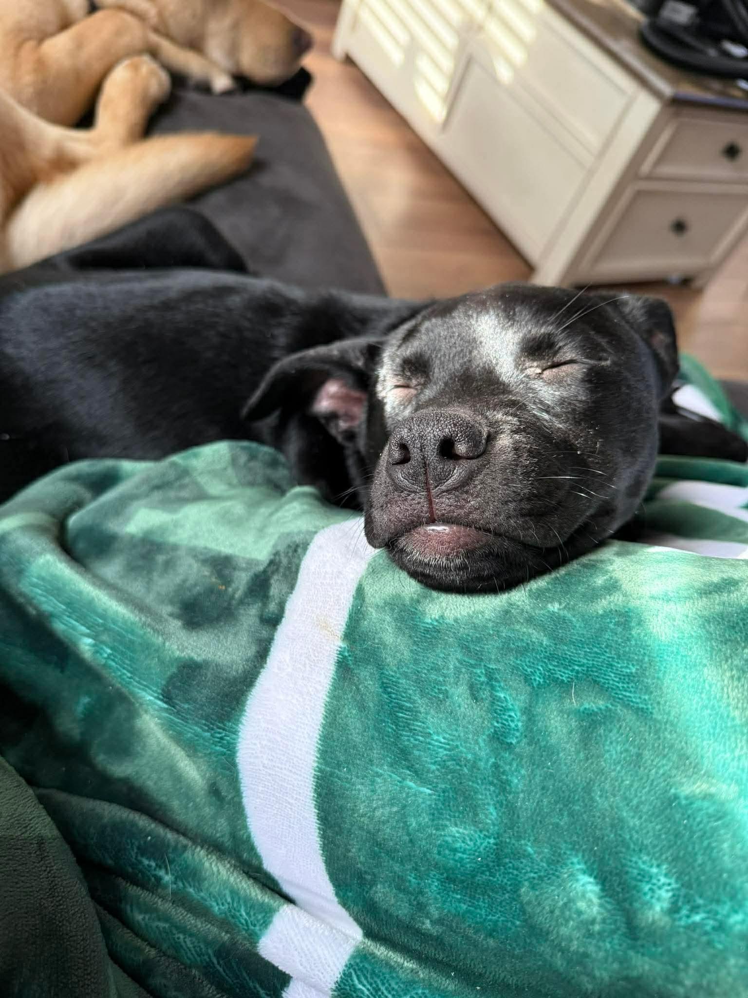 Bessie , a Adoptable Mixed Breed in Argyle, NY image 4/6