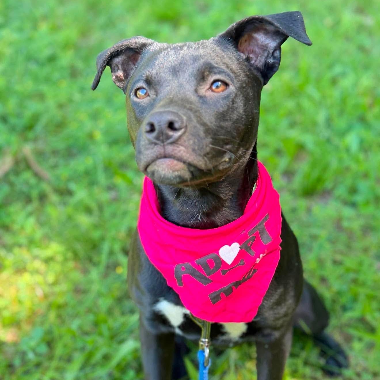 Bessie , Adoptable, Puppy Female Mixed Breed.