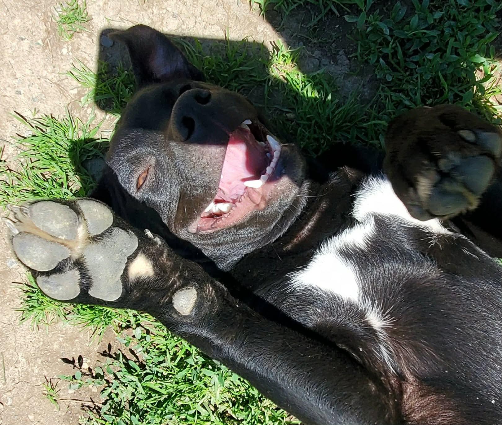 Bessie , a Adoptable Mixed Breed in Argyle, NY image 5/6