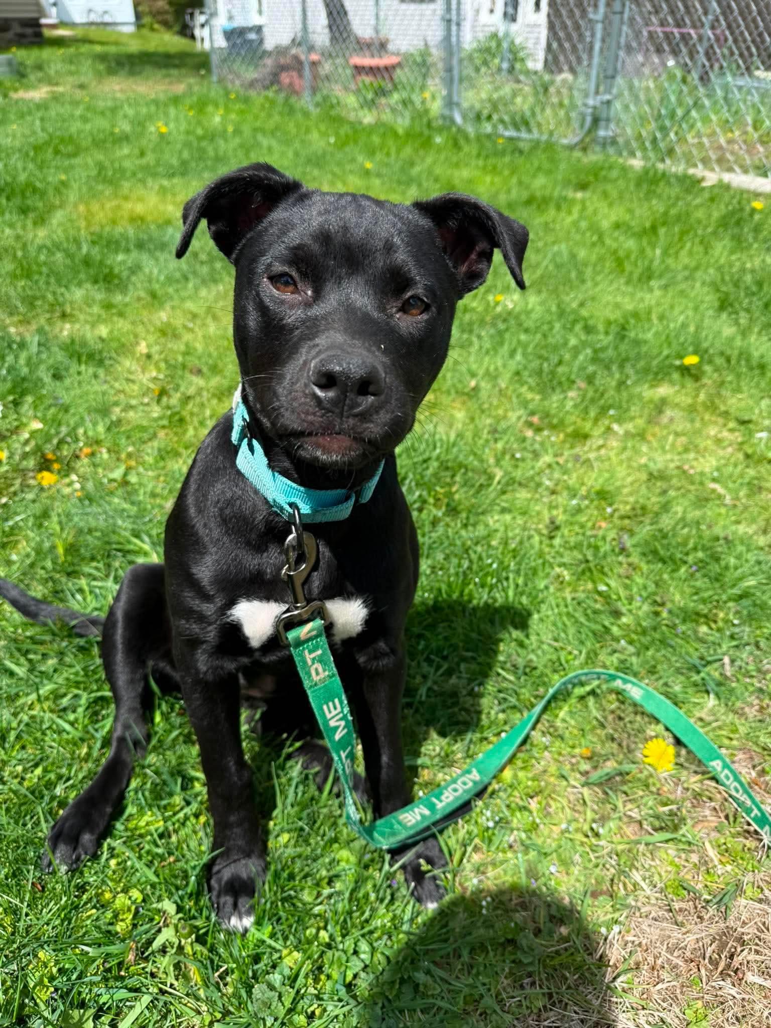 Bessie , Adoptable, Puppy Female Mixed Breed.