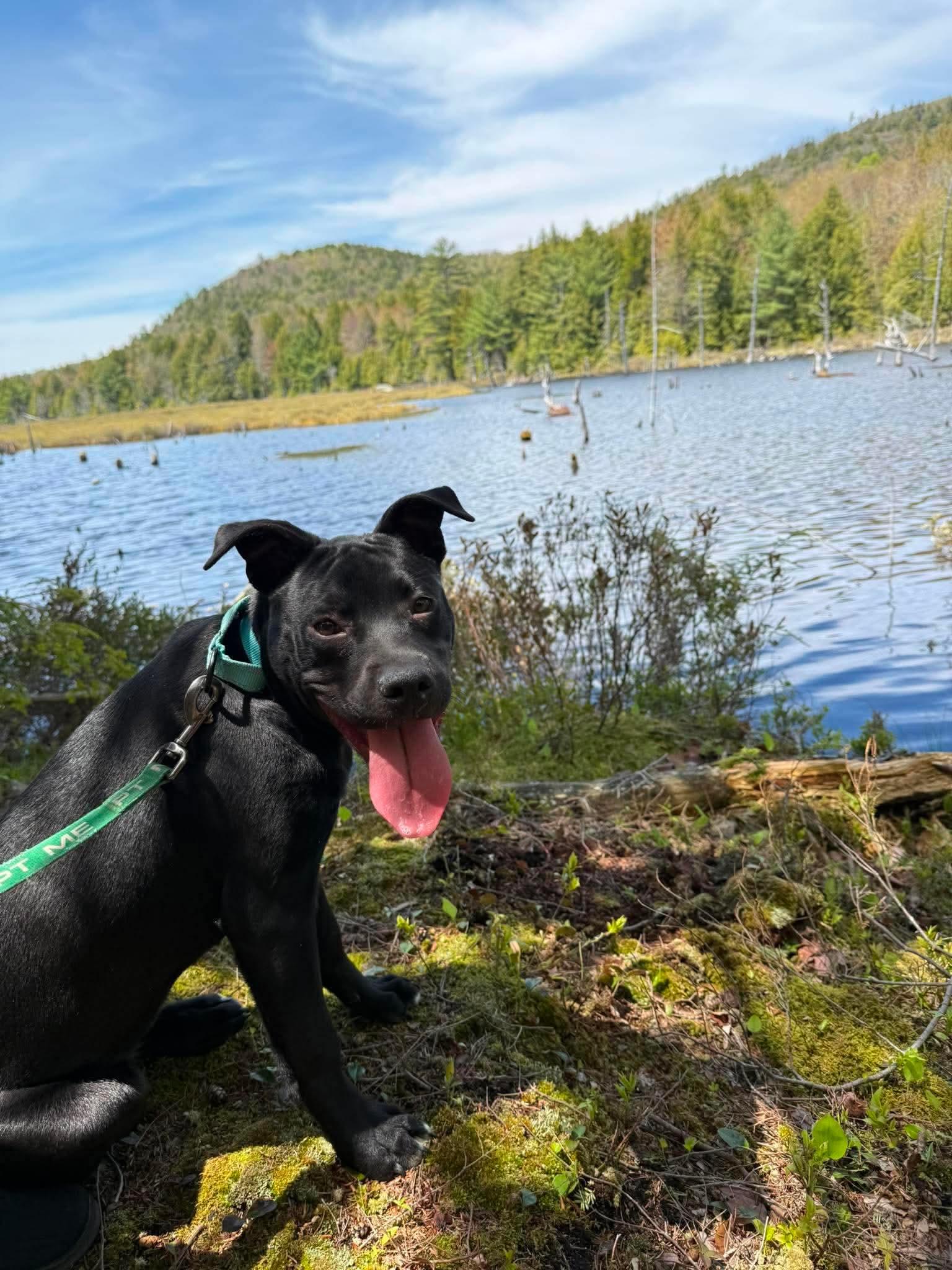 Bessie , a Adoptable Mixed Breed in Argyle, NY image 2/6