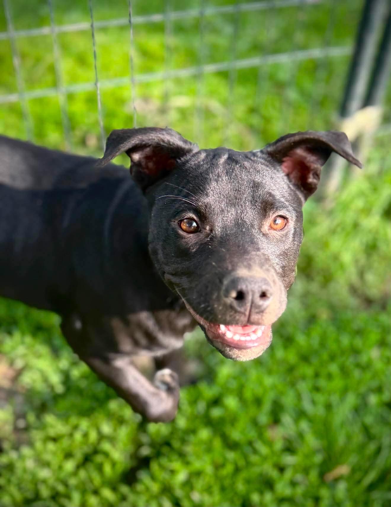 Bessie , a Adoptable Mixed Breed in Argyle, NY image 6/6