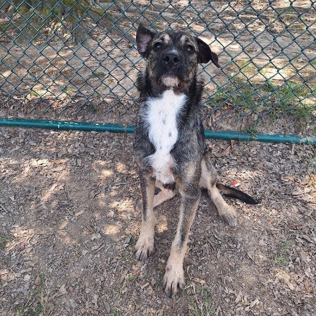 Enlarge Nemo II 25-106, a Adoptable mixed breed in Little Rock, AR image 1/4