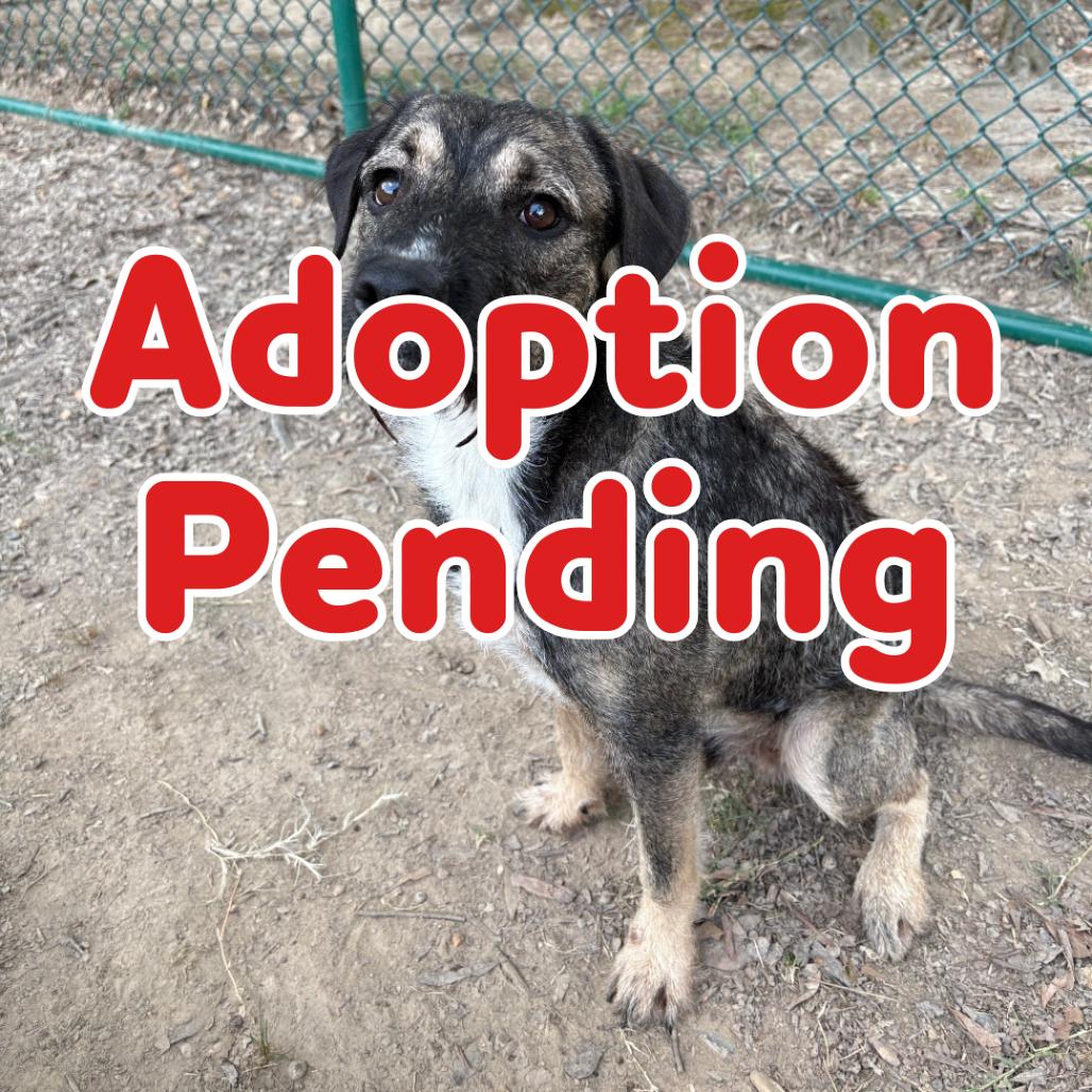 Nemo II 25-106, Adoptable, Adult Male Terrier & Shepherd.