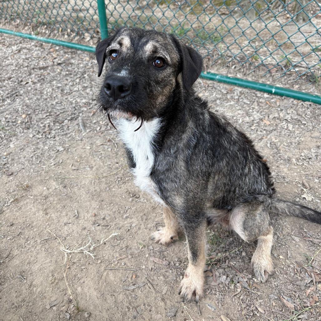 Enlarge Nemo II 25-106, a Adoptable mixed breed in Little Rock, AR image 2/4