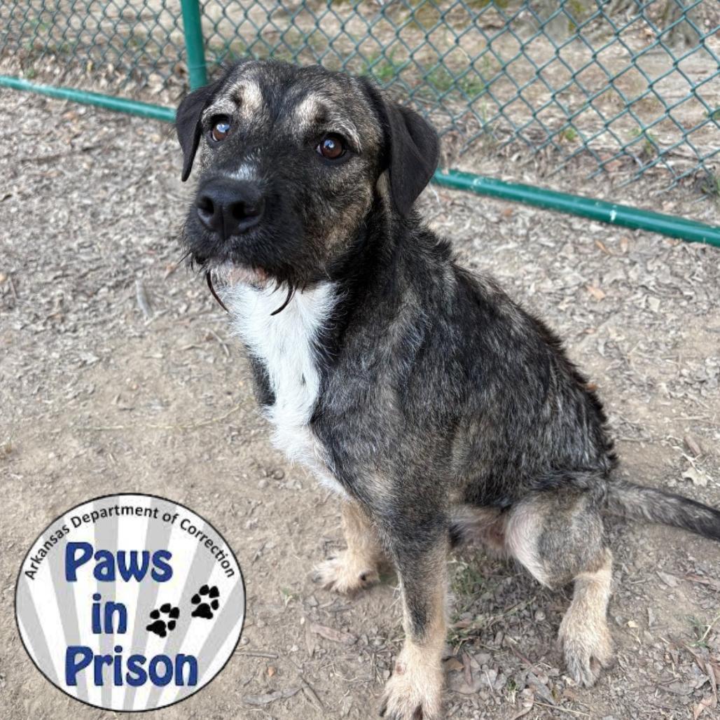 Enlarge Nemo II 25-106, a Adoptable mixed breed in Little Rock, AR image 3/4