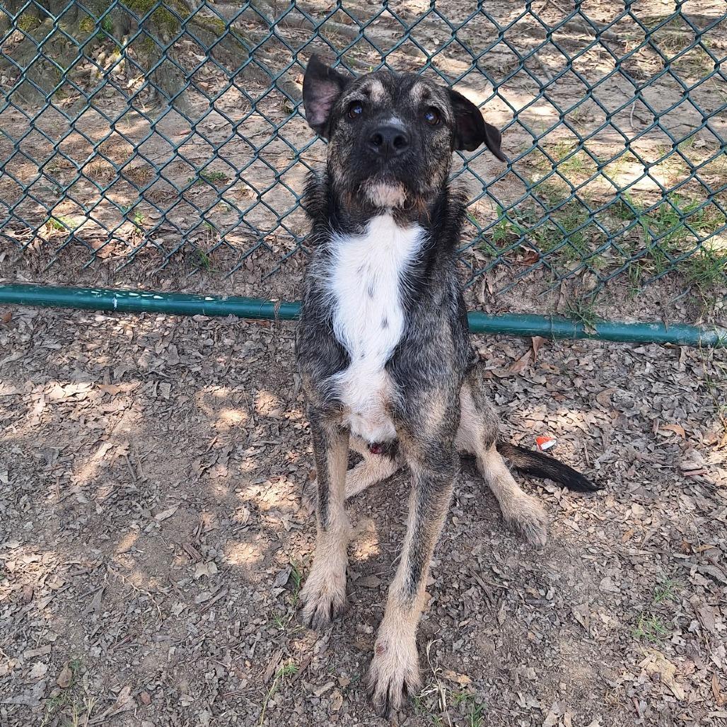 Enlarge Nemo II 25-106, a Adoptable mixed breed in Little Rock, AR image 4/4