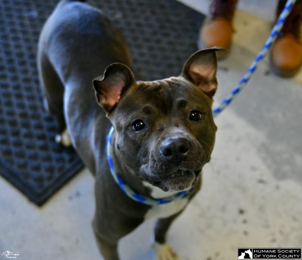 Denise, a Adoptable mixed breed in Fort Mill, SC image 2/6