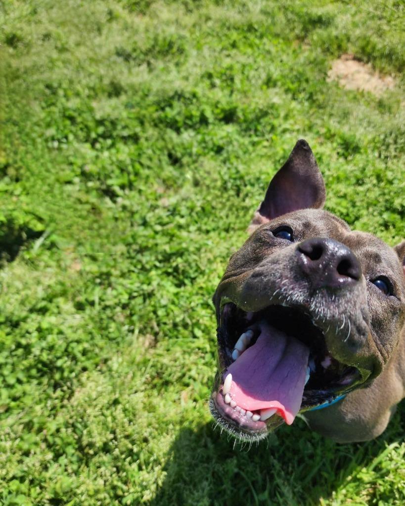 Denise, a Adoptable mixed breed in Fort Mill, SC image 4/6