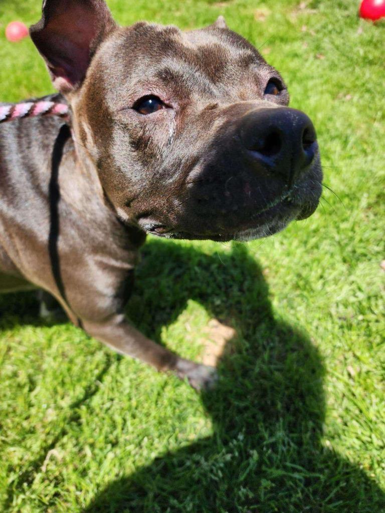 Denise, a Adoptable mixed breed in Fort Mill, SC image 5/6