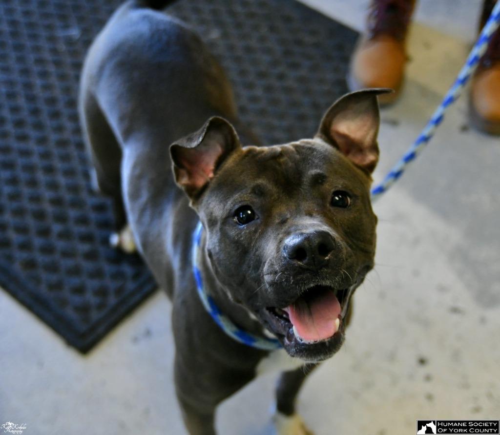 Denise, a Adoptable mixed breed in Fort Mill, SC image 6/6
