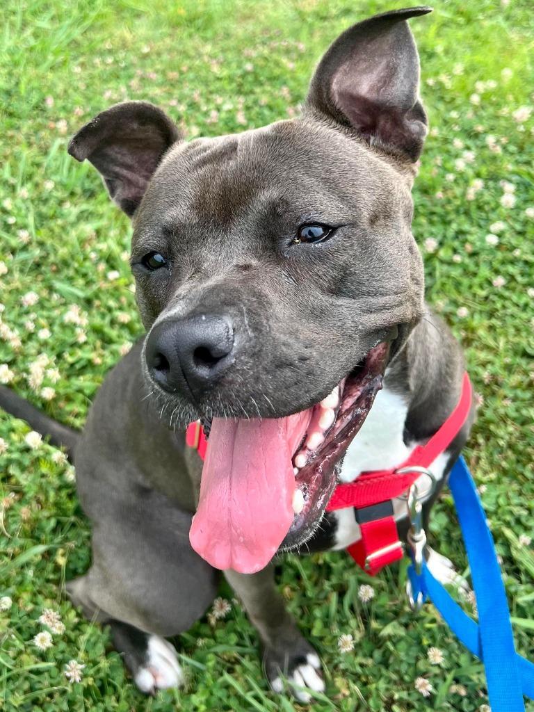 Denise, a Adoptable mixed breed in Fort Mill, SC image 5/6