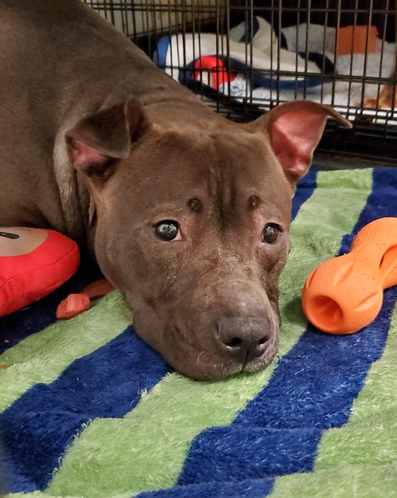 Enlarge Denise, a Adoptable mixed breed in Fort Mill, SC image 6/6