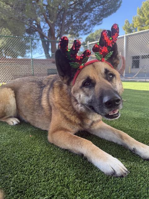 KAI, Adoptable, Adult Male German Shepherd Dog.
