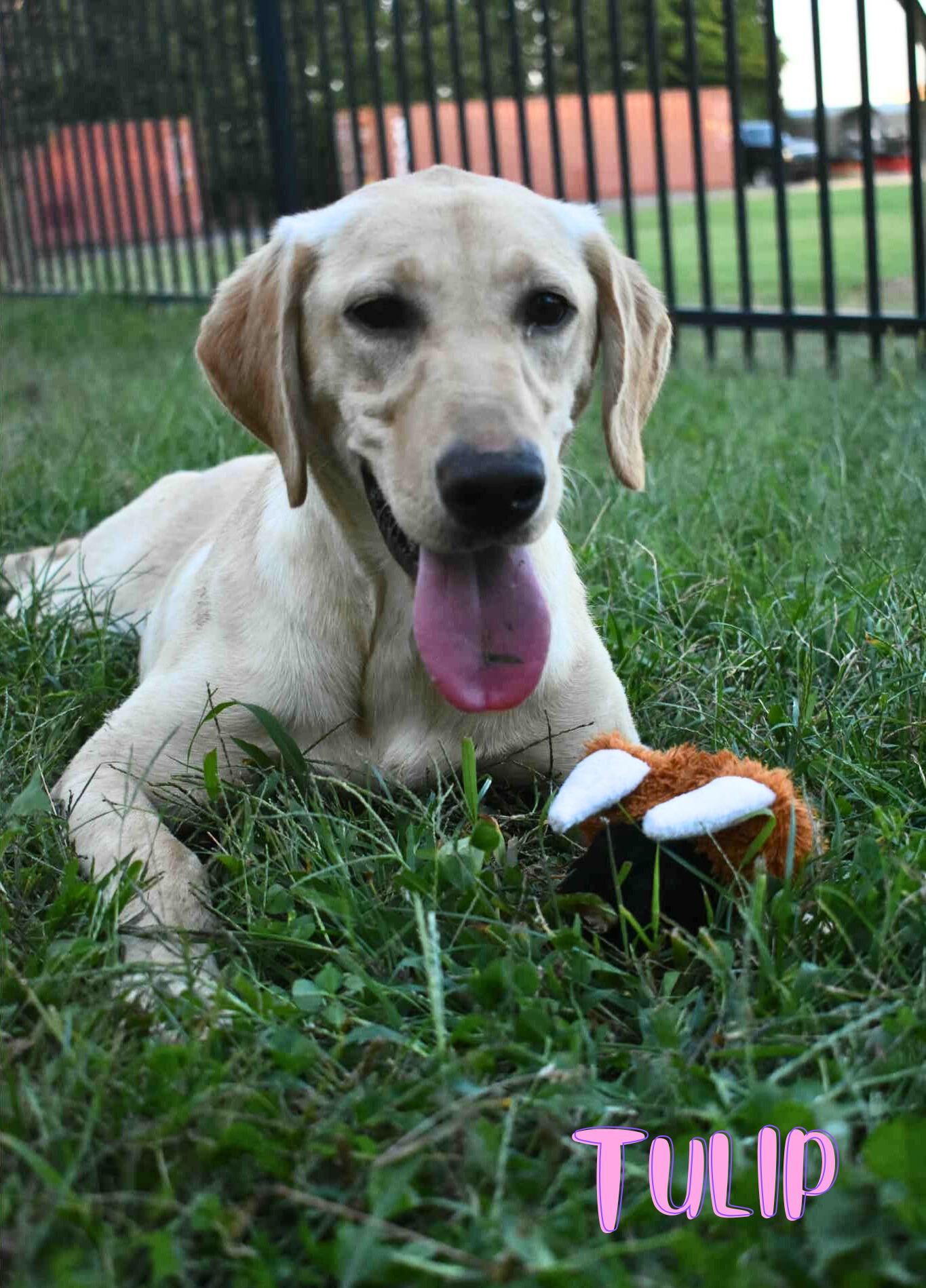 Tulip