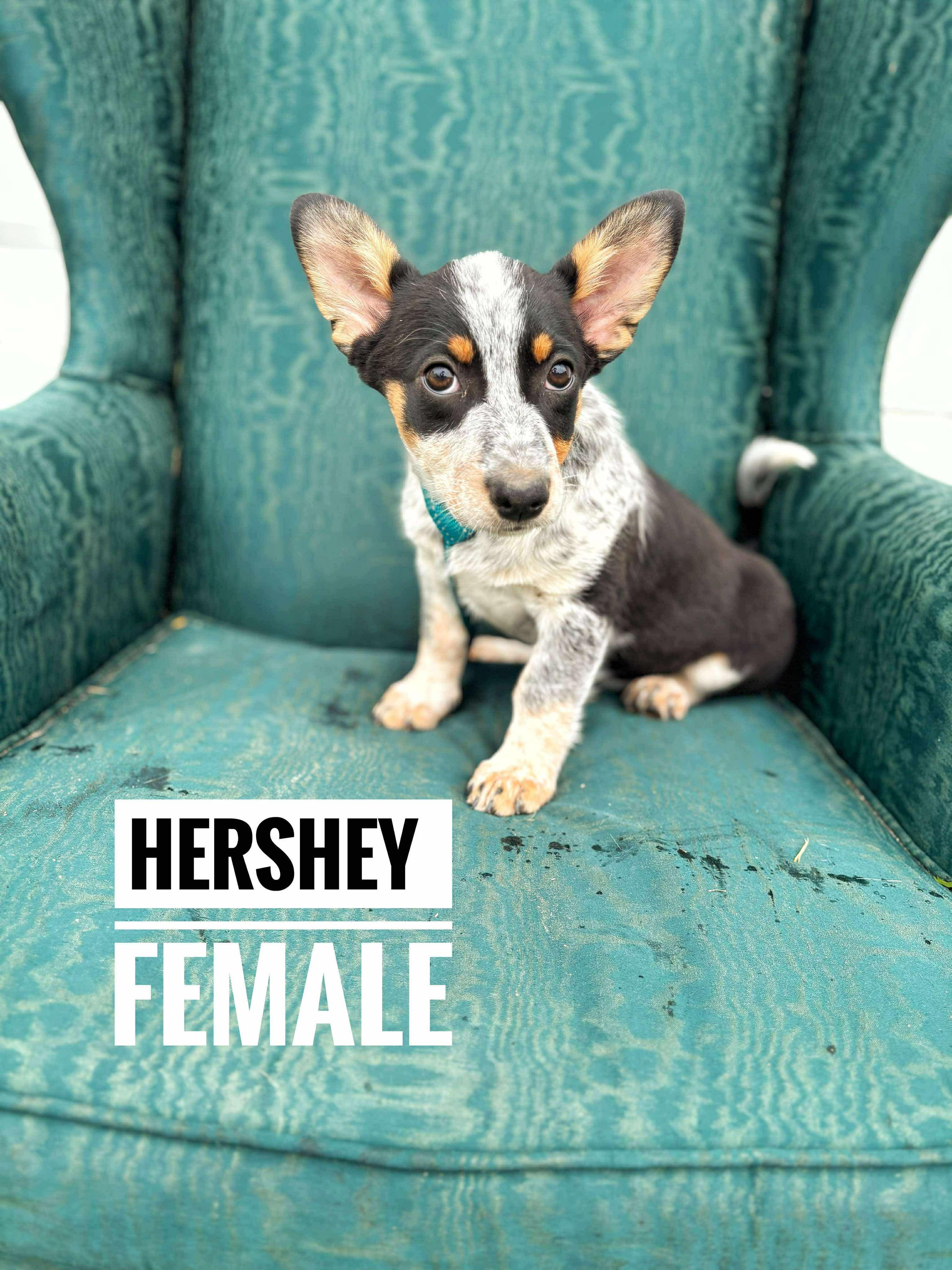 Enlarge Hershey, a Adopted mixed breed in minneapolis, MN image 1/2