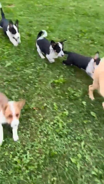 Enlarge Hershey, a Adopted mixed breed in minneapolis, MN video 2/2