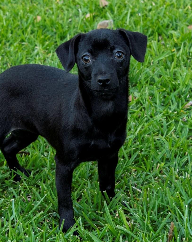 Enlarge Buttercup, a ADOPTABLE mixed breed in La Palma, CA image 1/6
