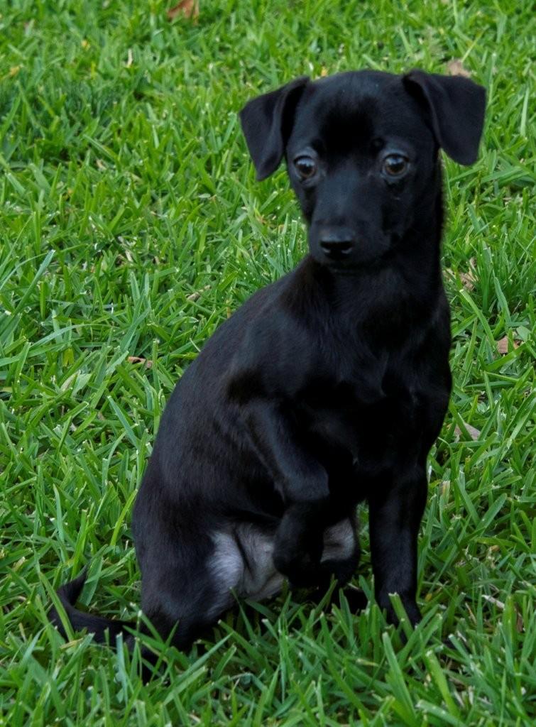 Enlarge Buttercup, a ADOPTABLE mixed breed in La Palma, CA image 5/6