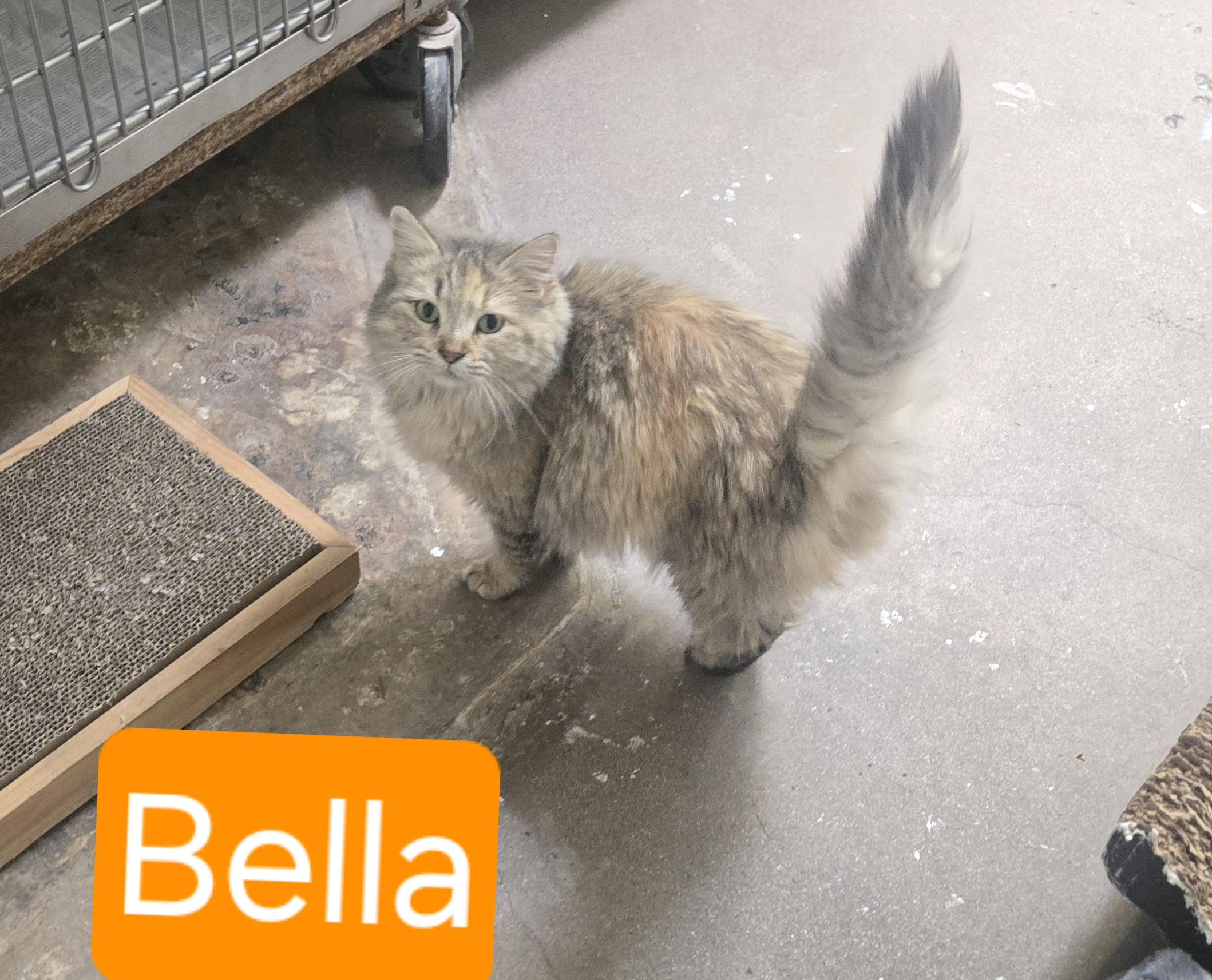 Bella