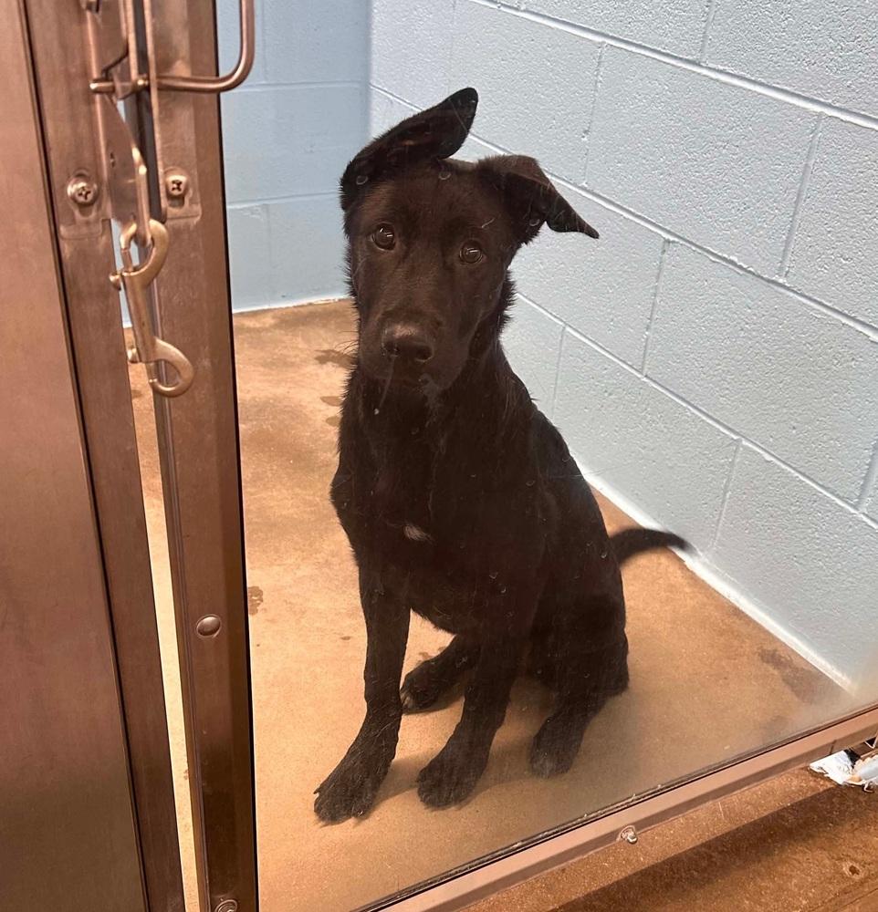 Enlarge Merlin, a Adoptable mixed breed in Sedalia, CO image 1/6