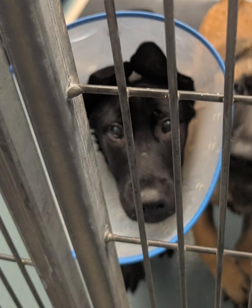 Enlarge Merlin, a Adoptable mixed breed in Sedalia, CO image 2/6