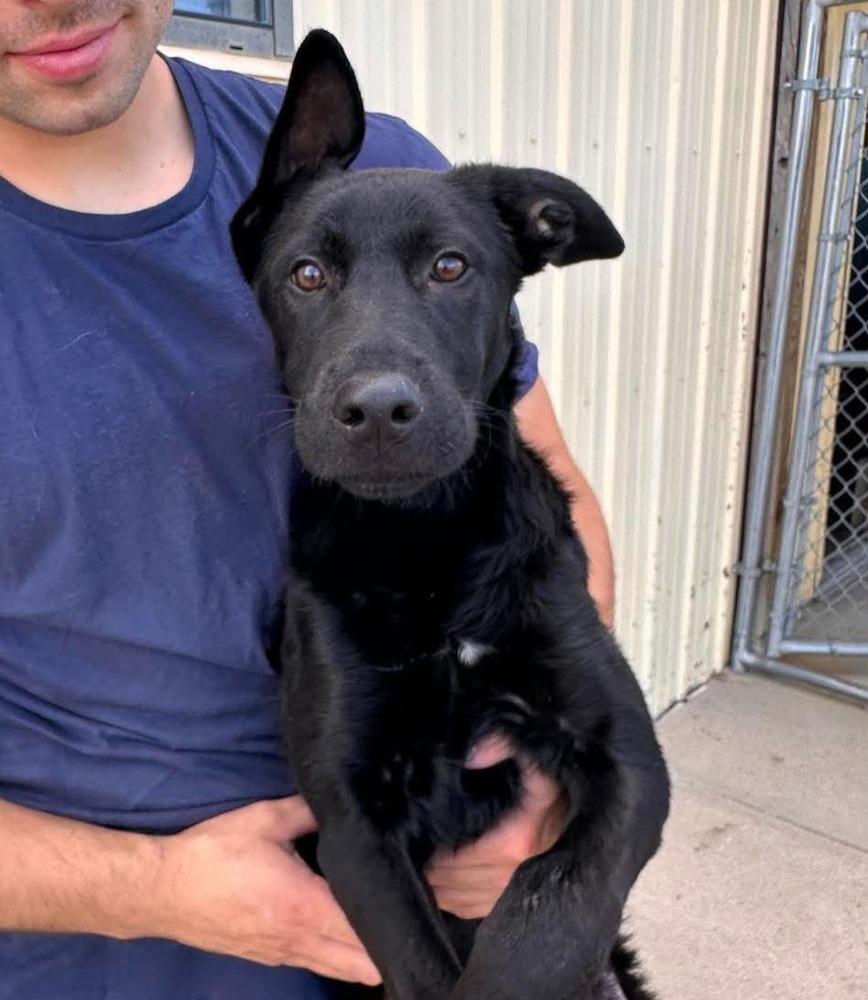 Enlarge Merlin, a Adoptable mixed breed in Sedalia, CO image 3/6