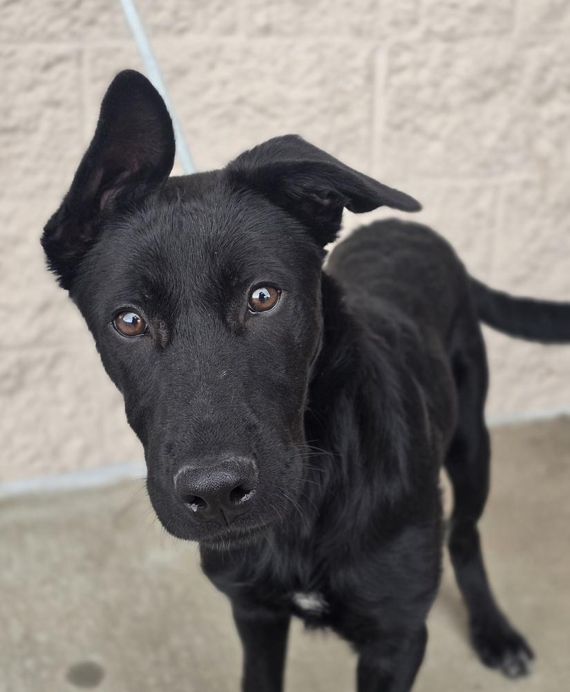Enlarge Merlin, a Adoptable mixed breed in Sedalia, CO image 4/6