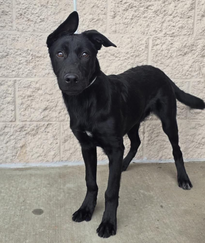 Enlarge Merlin, a Adoptable mixed breed in Sedalia, CO image 5/6