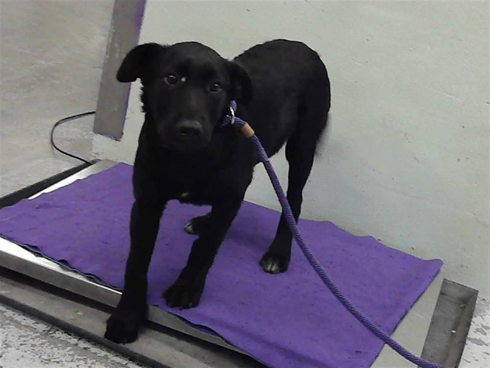 Enlarge Merlin, a Adoptable mixed breed in Sedalia, CO image 6/6