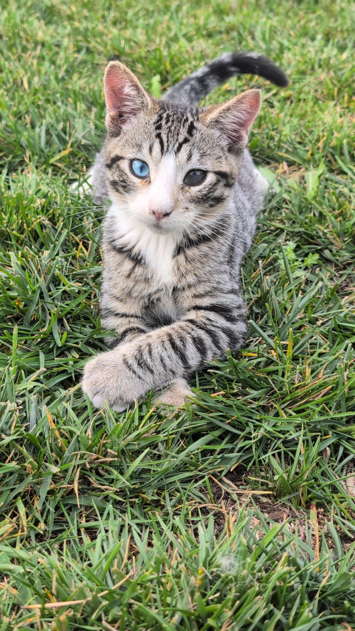 Enlarge Klay, a Adoptable mixed breed in Santa Clara, CA image 2/6